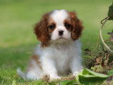 Chiots Cavalier King Charles à réserver (LOF)