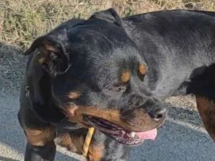 Chienne Rottweiler à vendre (non LOF)