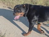 Chienne Rottweiler à vendre (non LOF)