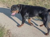 Chienne Rottweiler à vendre (non LOF)