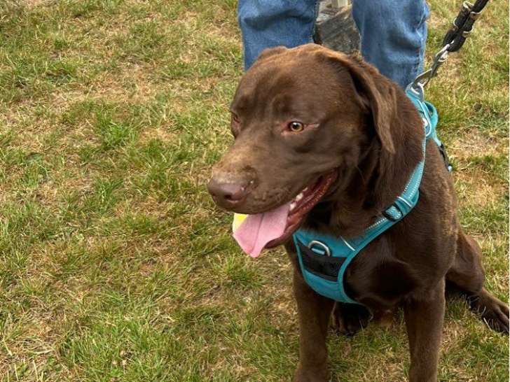 Chien Labrador chocolat LOF disponible pour saillie