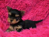 Chiots Yorkshire Terrier disponibles à la réservation (LOF)
