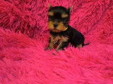 Chiots Yorkshire Terrier disponibles à la réservation (LOF)