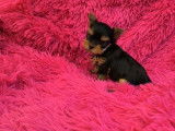 Chiots Yorkshire Terrier disponibles à la réservation (LOF)