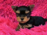 Chiots Yorkshire Terrier disponibles à la réservation (LOF)
