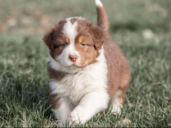 À réserver, 8 chiots Bergers Australiens non-LOF