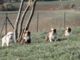 À réserver, 8 chiots Bergers Australiens non-LOF