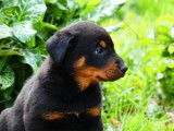8 chiots Beauceron LOF à vendre