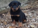 8 chiots Beauceron LOF à vendre