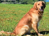 Chien Golden Retriever LOF disponible à la saillie