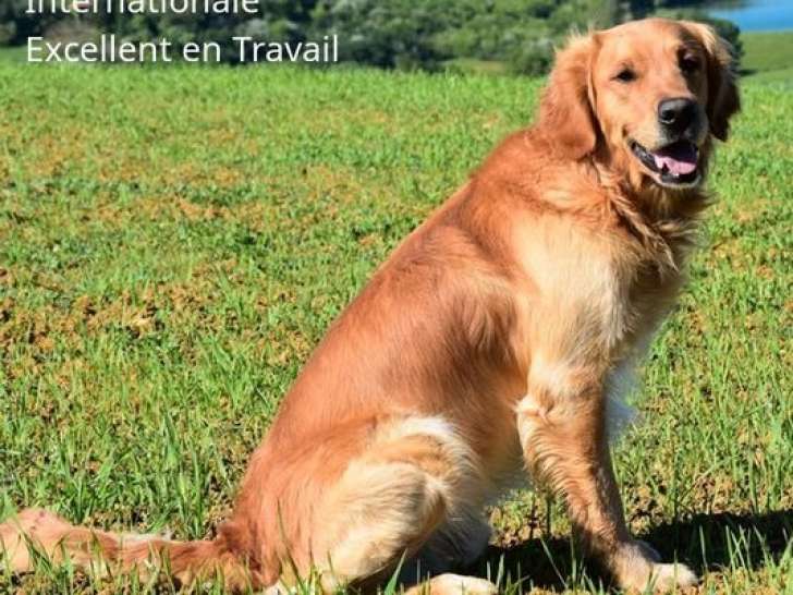 Chien Golden Retriever LOF disponible à la saillie