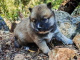 1 chiot femelle croisé Shiba Inu et Pomsky F5 à réserver (non LOF)