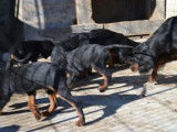 4 chiots Setter Gordon à vendre (LOF)