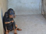 4 chiots Setter Gordon à vendre (LOF)