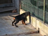 4 chiots Setter Gordon à vendre (LOF)