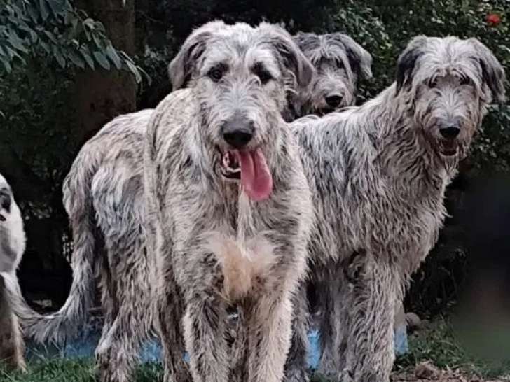 Chiot mâle Lévrier Irlandais disponible à la vente (LOF)