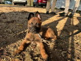 Chiots femelles Berger Belge Malinois LOF à vendre