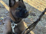 Chiots femelles Berger Belge Malinois LOF à vendre