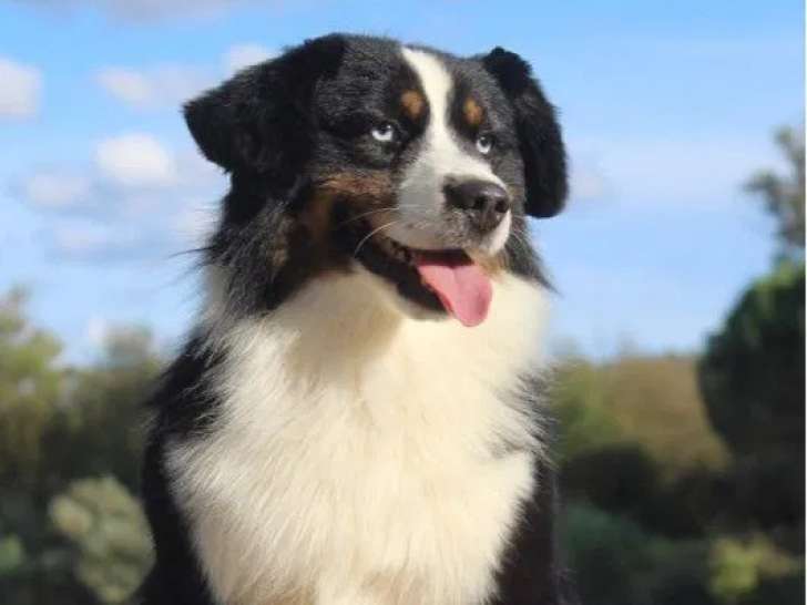 Chien Berger Américain Miniature LOF pour saillie