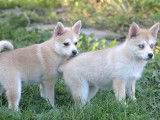 1 chiot femelle Pomsky à vendre (non LOF)