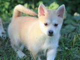 1 chiot femelle Pomsky à vendre (non LOF)