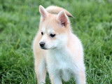 1 chiot femelle Pomsky à vendre (non LOF)