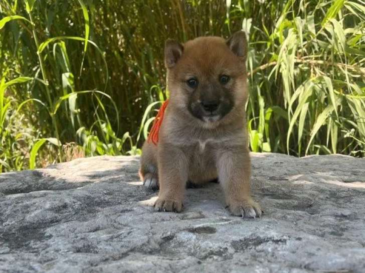 4 chiots Shiba Inu disponibles à la réservation (non LOF)