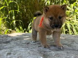 4 chiots Shiba Inu disponibles à la réservation (non LOF)