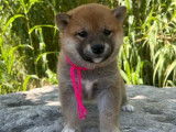 4 chiots Shiba Inu disponibles à la réservation (non LOF)