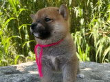 4 chiots Shiba Inu disponibles à la réservation (non LOF)
