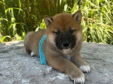 4 chiots Shiba Inu disponibles à la réservation (non LOF)