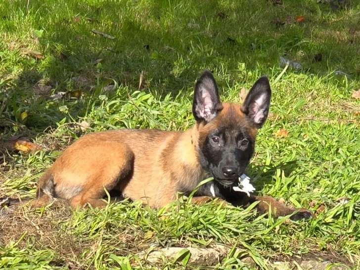 2 chiots mâles Berger Belge Malinois LOF à réserver