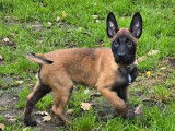 2 chiots mâles Berger Belge Malinois LOF à réserver