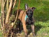 2 chiots mâles Berger Belge Malinois LOF à réserver