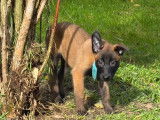 2 chiots mâles Berger Belge Malinois LOF à réserver