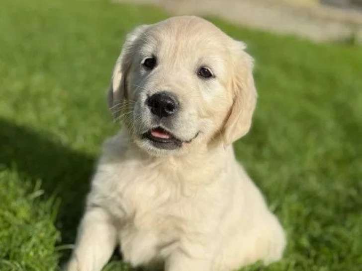7 chiots Golden Retriever à vendre (LOF)