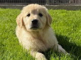 7 chiots Golden Retriever à vendre (LOF)