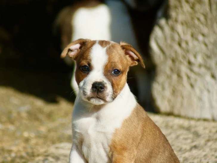 1 chiot mâle Staffordshire Bull Terrier LOF à vendre