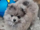 1 chiot femelle Spitz Nain à réserver (LOF)