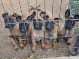 4 chiots Berger Belge Malinois LOF à vendre