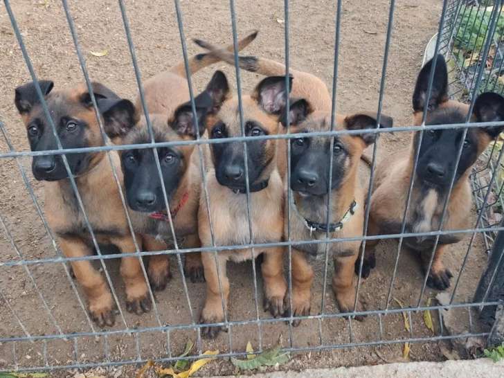 4 chiots Berger Belge Malinois LOF à vendre