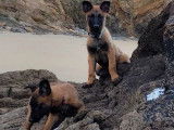 4 chiots Berger Belge Malinois LOF à vendre