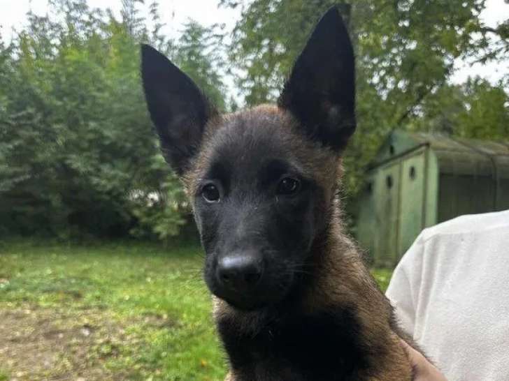 4 chiots Berger Belge Malinois disponibles à la réservation (LOF)