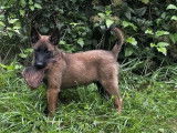 4 chiots Berger Belge Malinois disponibles à la réservation (LOF)