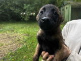 4 chiots Berger Belge Malinois disponibles à la réservation (LOF)