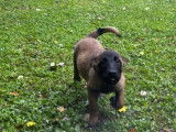 4 chiots Berger Belge Malinois disponibles à la réservation (LOF)