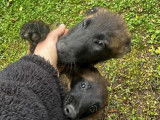 4 chiots Berger Belge Malinois disponibles à la réservation (LOF)