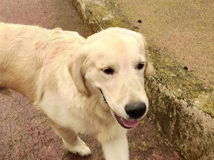 1 chiot mâle Golden Retriever LOF à vendre