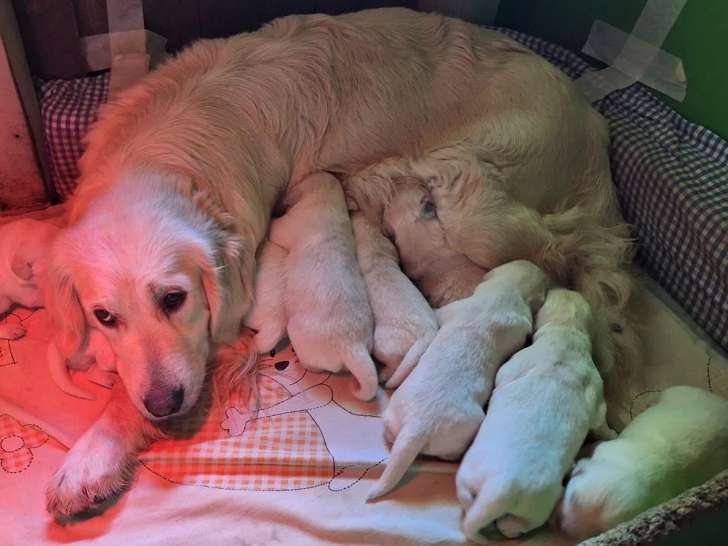 3 chiots Golden Retriever LOF à réserver