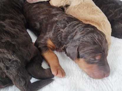 Chiots grands Caniches à vendre